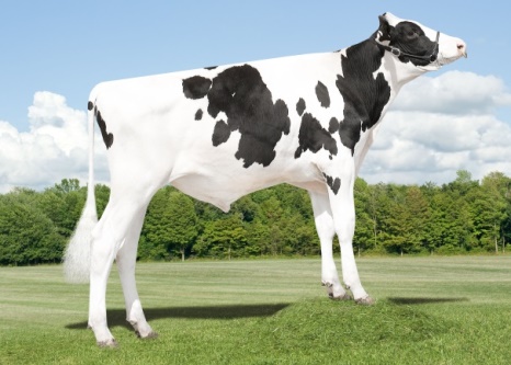 ДЖЕТИ 8494 ЕТ